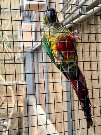 a photography of a colorful bird in a cage in a zoo.