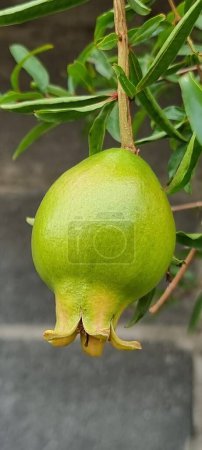 a photography of a green pomegranate hanging from a tree.