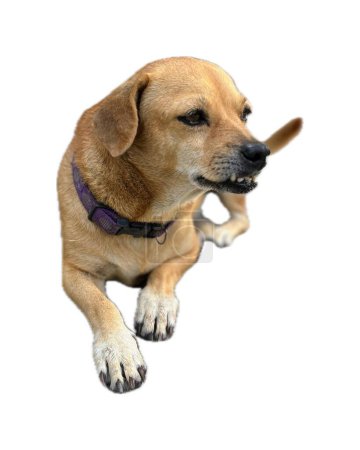 une photographie d'un chien avec un collier sur la pose.