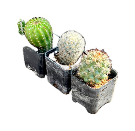 a photography of three cactus plants in a black container.