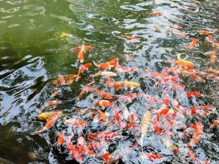 a photography of a pond full of fish swimming in the water.