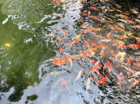 a photography of a pond full of fish swimming in it.