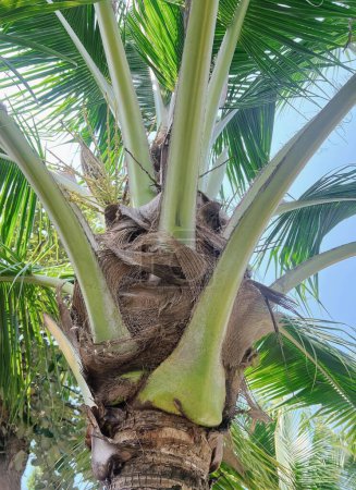 a photography of a palm tree with a bunch of green leaves.