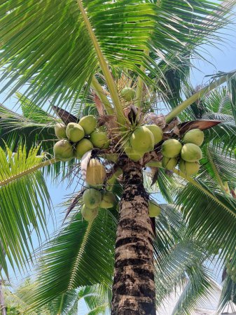 eine Fotografie eines Kokosnussbaums mit einem Bund grüner Kokosnüsse.