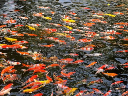 a photography of a pond full of koi fish swimming in the water.
