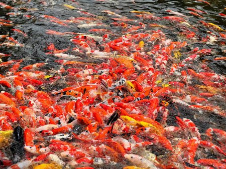 a photography of a large group of fish swimming in a pond.