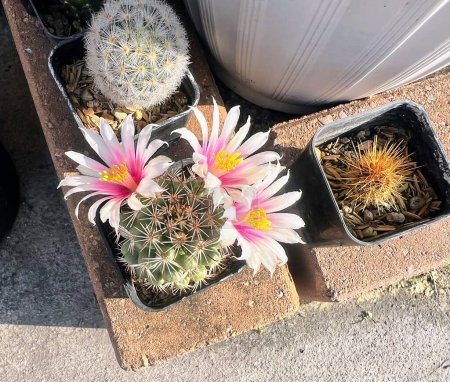 Téléchargez les photos : Une photographie de quelques plantes de cactus dans un récipient. - en image libre de droit