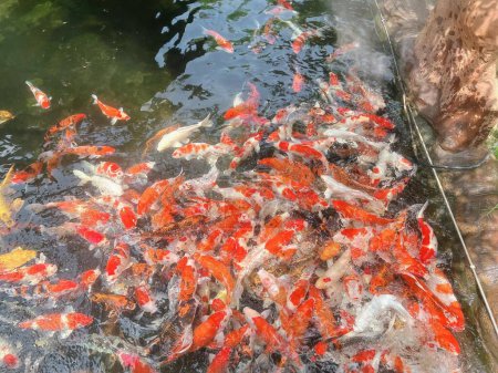 Téléchargez les photos : Une photographie d'un étang rempli de poissons koï avec un chat en arrière-plan. - en image libre de droit
