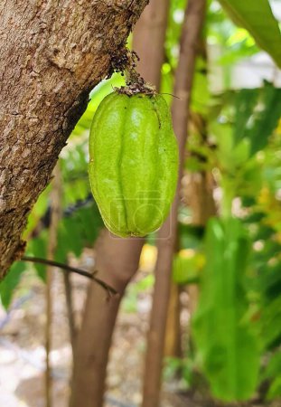 Téléchargez les photos : Une photographie d'un fruit vert suspendu à un arbre dans une forêt. - en image libre de droit