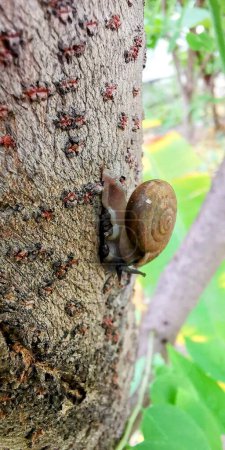 a photography of a snail crawling on a tree trunk.
