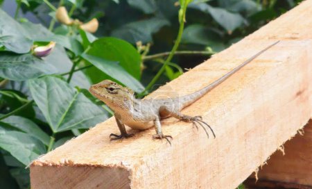 una fotografía de un lagarto sentado en una viga de madera al sol.