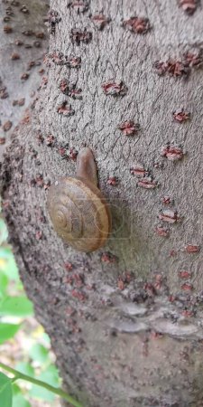 a photography of a snail crawling on a tree trunk.