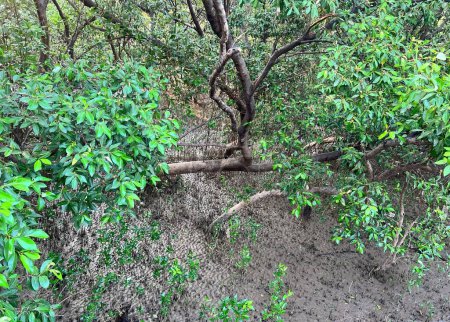 eine Fotografie eines Baumes, der aus einer Schlammbank wächst.