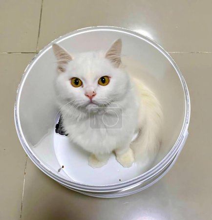 Téléchargez les photos : Une photographie d'un chat blanc assis dans un bol en plastique. - en image libre de droit
