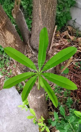 Téléchargez les photos : Une photographie d'une petite plante poussant dans un tronc d'arbre. - en image libre de droit
