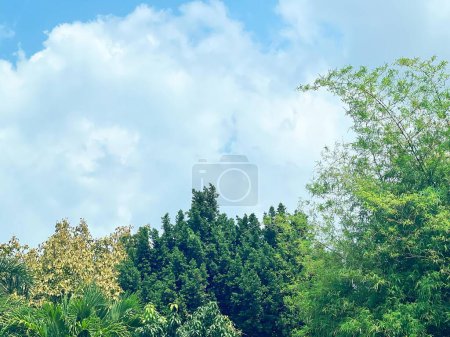 Photo for A photography of a group of elephants walking through a lush green forest. - Royalty Free Image