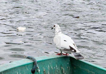a photography of a pigeon sitting on the edge of a boat.