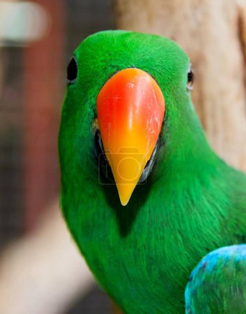 une photographie d'un perroquet vert avec un bec orange vif.