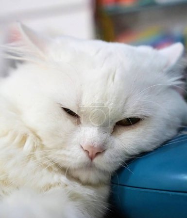 Téléchargez les photos : Une photographie d'un chat blanc posé sur une souris bleue. - en image libre de droit