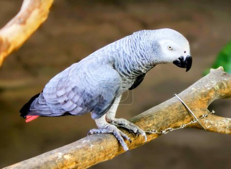 eine Fotografie eines Papageis, der in einem Zoo auf einem Ast hockt.