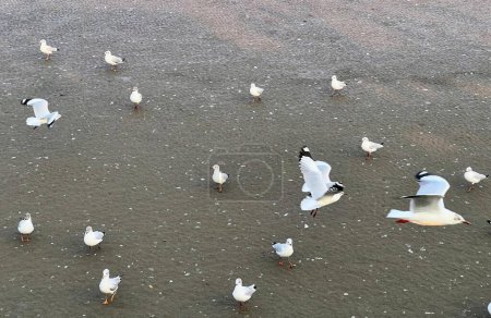 a photography of a flock of seagulls on the beach with one flying.