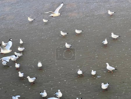 a photography of a flock of seagulls walking on the beach.