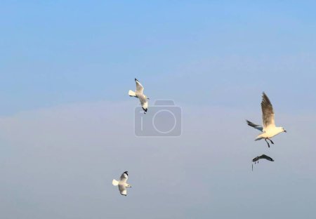 une photographie d'un troupeau de mouettes volant dans le ciel.