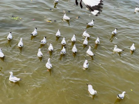 una fotografía de una bandada de gaviotas nadando en un cuerpo de agua.