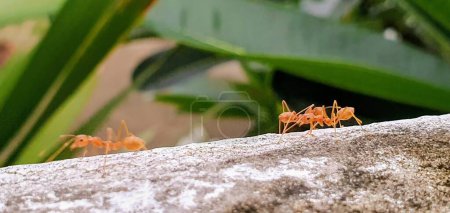 una fotografía de un grupo de hormigas caminando sobre una roca.
