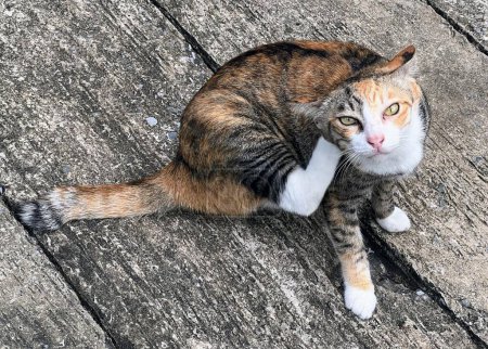 Téléchargez les photos : Une photographie d'un chat assis sur un plancher de bois avec sa patte au sol. - en image libre de droit