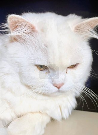 a photography of a white cat with a sad look on its face.