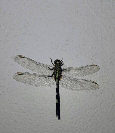 une photographie d'une libellule avec une longue queue noire.