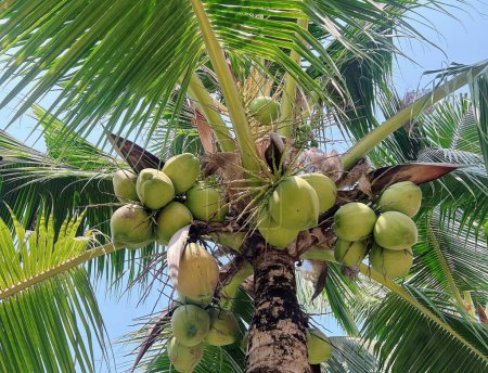 eine Fotografie eines Kokosbaums mit grünen Früchten und Blättern.