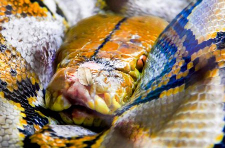 Téléchargez les photos : Une photographie d'un serpent enroulé autour de sa tête avec la langue sortie. - en image libre de droit