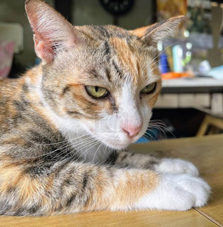 Téléchargez les photos : Une photographie d'un chat allongé sur une table dans une pièce. - en image libre de droit