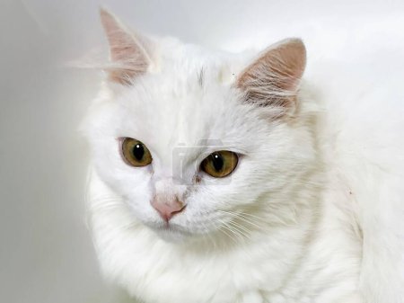 Téléchargez les photos : Une photographie d'un chat blanc aux yeux verts et au fond blanc. - en image libre de droit