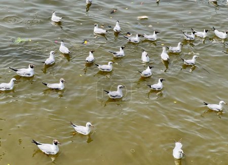 une photographie d'un troupeau de mouettes nageant dans un plan d'eau.