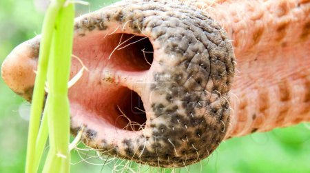 a photography of a cow's mouth with a plant in the foreground.