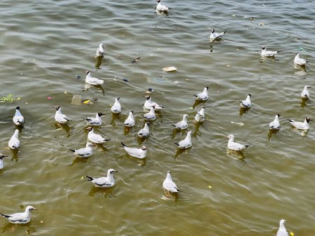 una fotografía de una bandada de gaviotas nadando en un lago.