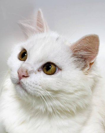 una fotografía de un gato blanco con un ojo verde mirando a la cámara.