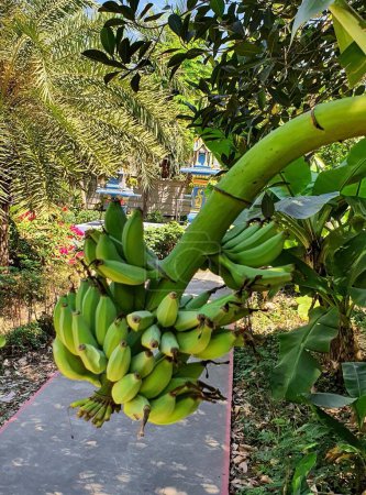 Téléchargez les photos : Une photographie d'un bouquet de bananes accrochées à un arbre. - en image libre de droit