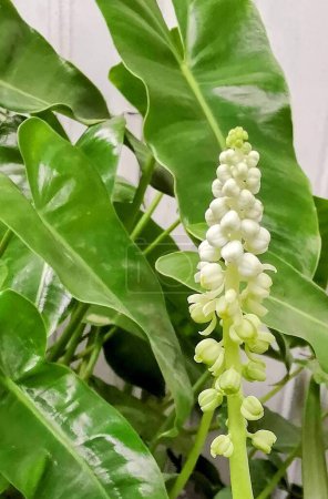 una fotografía de una planta con flores blancas y hojas verdes.