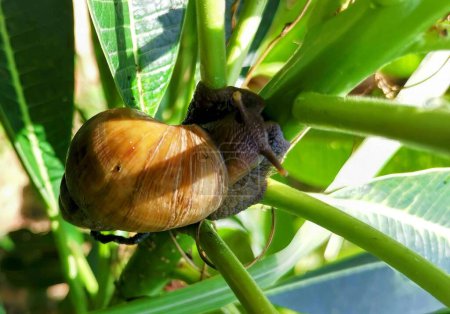 a photography of a snail crawling on a plant with green leaves.
