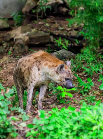eine Fotografie einer Hyäne, die durch einen saftig grünen Wald geht.