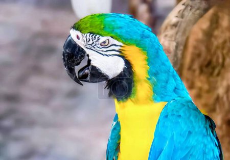 une photographie d'un perroquet au visage bleu et jaune.