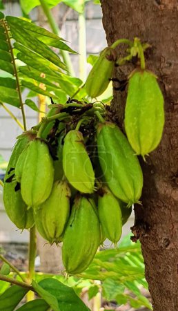 Téléchargez les photos : Une photographie d'un bouquet de bananes vertes suspendues à un arbre. - en image libre de droit