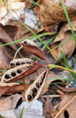 a photography of a plant with seed pods and seed pods on it.
