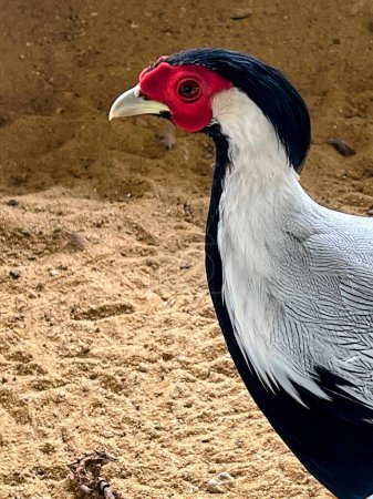 a photography of a bird with a red head and black tail.