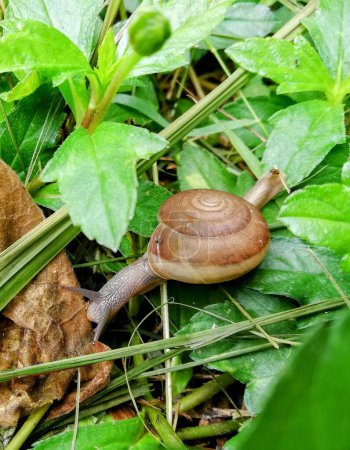 a photography of a snail crawling on a leafy plant.