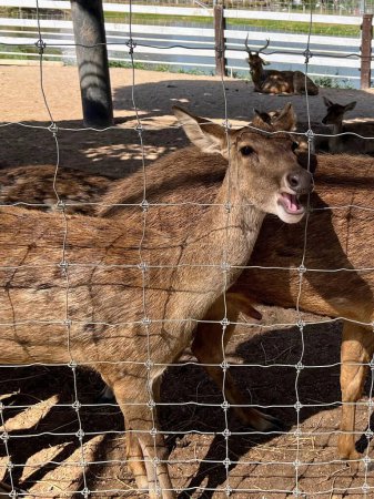 Téléchargez les photos : Une photographie d'une chèvre qui sort sa langue derrière une clôture. - en image libre de droit